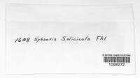 Mycosphaerella salicicola image